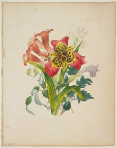 Bouquet di trombette, da Il dizionario di Flora, 1838